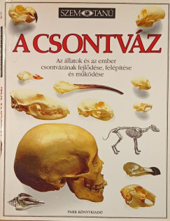 A csontv�z