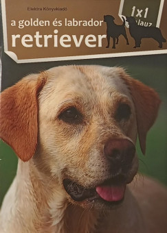 A golden �s a labrador retriever