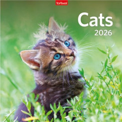 Cats - Lemeznaptr - 58x29 cm - 2026