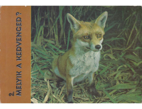 Melyik a kedvenced? 2.