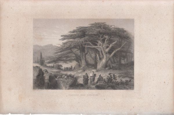 Cedern des Libanon - Libanoni c�drusok (18x28 cm lapm�ret� eredeti ac�lmetszet) - K�zel-Kelet, �zsia