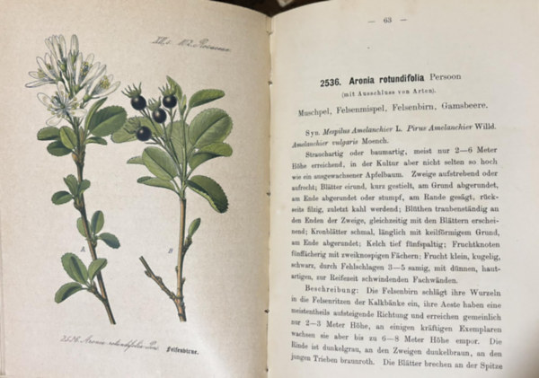 Ernst Dr. Hallier - Flora von Deutschland (Fnfundzwanzigster Band. 102. Rosaceae.)
