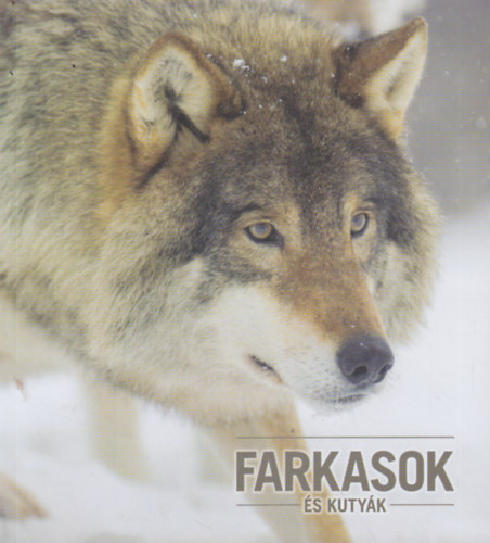 Kovács Zsolt - Farkasok és kutyák