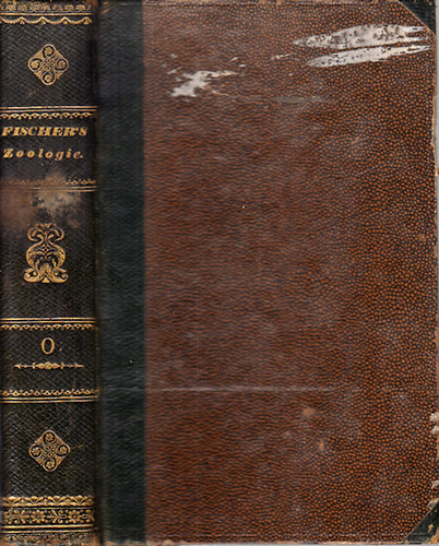 Fischer - Handbuch der Zoologie
