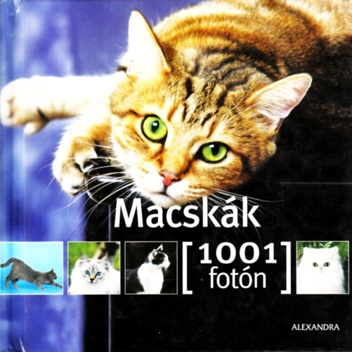 Yann Susic - Macskk- 1001 fotn