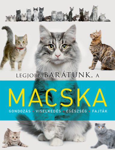 Legjobb bartunk, a macska