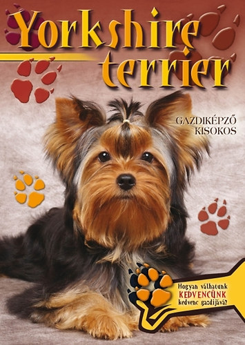 Yorkshire terrier - Gazdikpz kisokos